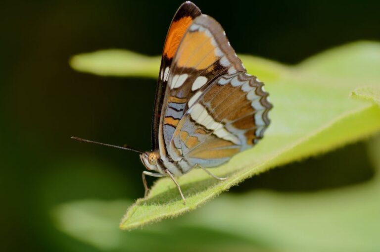 Qual a diferença entre mariposas e borboletas?