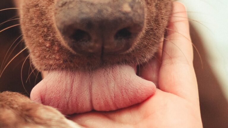 Pode misturar ração com leite para filhote de cachorro?