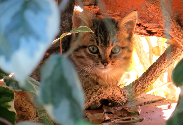 Qual a diferença entre animais domésticos e silvestres?