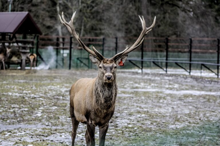 Qual a diferença entre alces e renas?