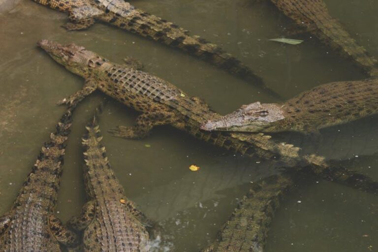 Qual a diferença entre crocodilos e jacarés?