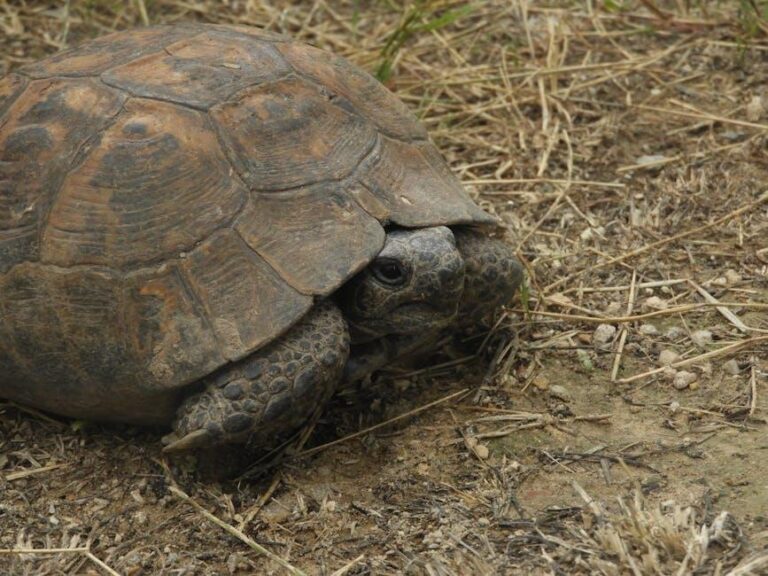 Qual a diferença entre taxa interna de retorno (TIR) e taxa mínima de atratividade (TMA)?
