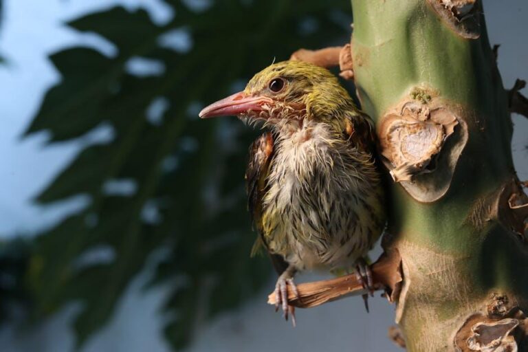 Qual a diferença entre mamão papaia e mamão formosa?