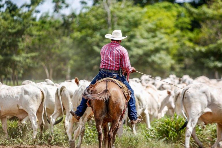 Qual a diferença entre cavalo-marinho e peixe agulha?