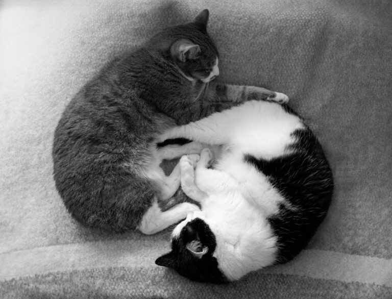 Qual a diferença entre gato doméstico e gato-do-mato?