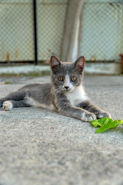 Qual a diferença entre animal carnívoro e onívoro? Qual a diferença entre animal carnívoro e onívoro?